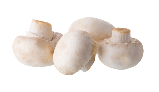 Mushroom Powder Blend