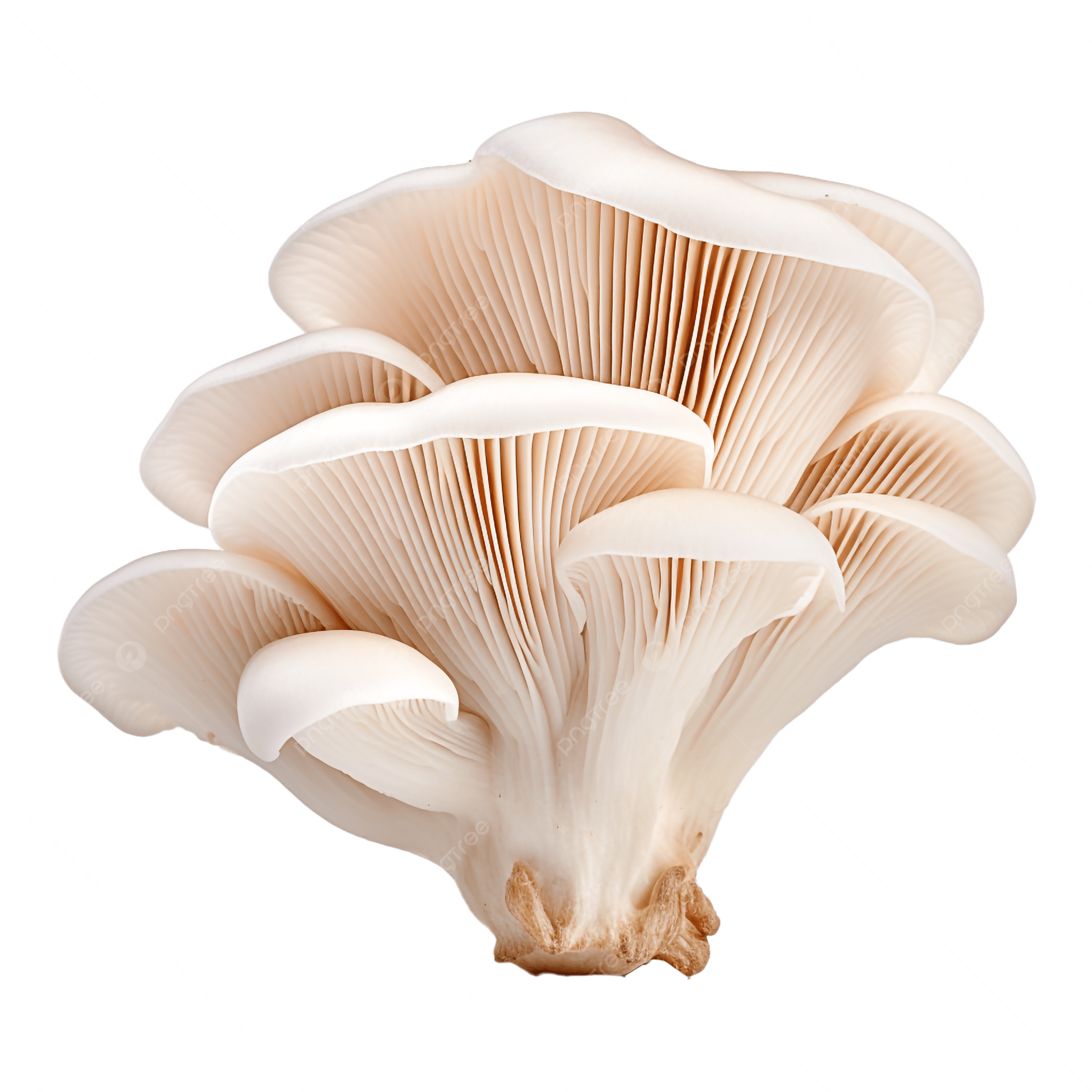 Creamy Mushroom Soup